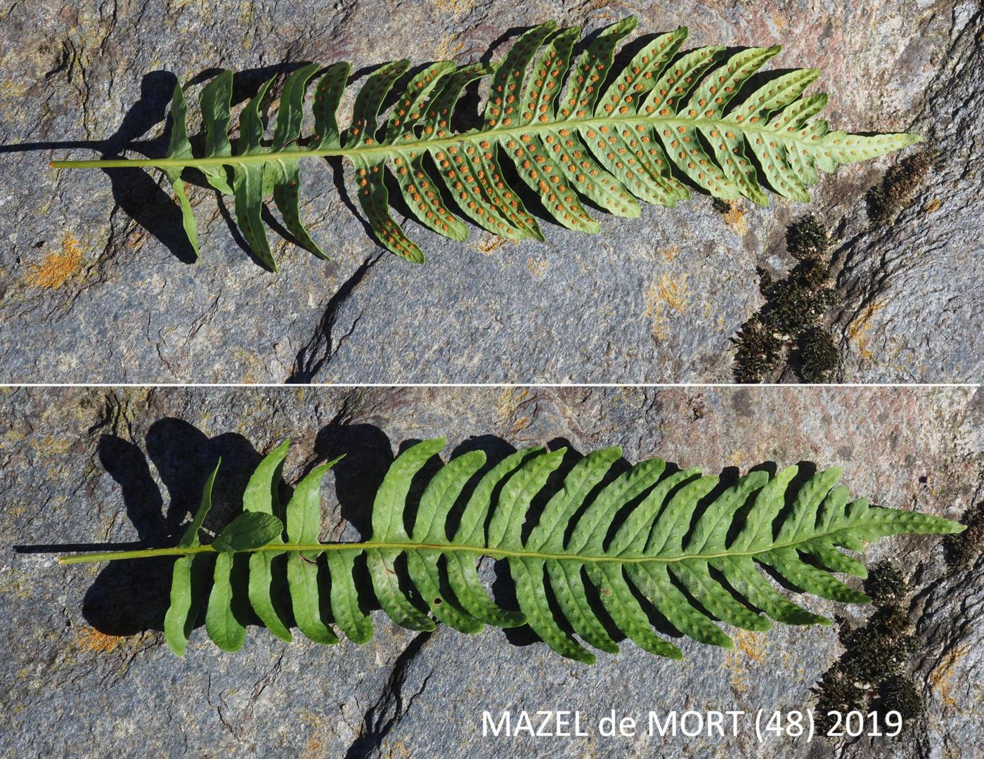 Polypody, Common leaf